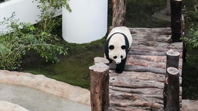 世界杯七項(xiàng)“最”，聽說熊貓也參與了