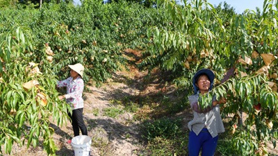 重慶萬(wàn)州：桃、李產(chǎn)業(yè)美了山鄉(xiāng)富了民