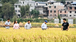 新農(nóng)人給鄉(xiāng)村振興帶來哪些新面貌？