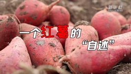 想看看紅薯的“鍍金”之旅嗎？來聽聽“自述”吧！