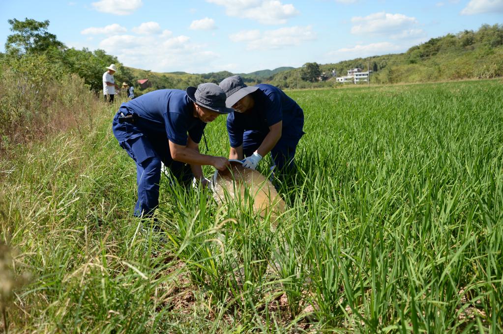 烈日下，為干旱的稻田送來灌溉用水——湖南衡陽抽水保灌一線見聞