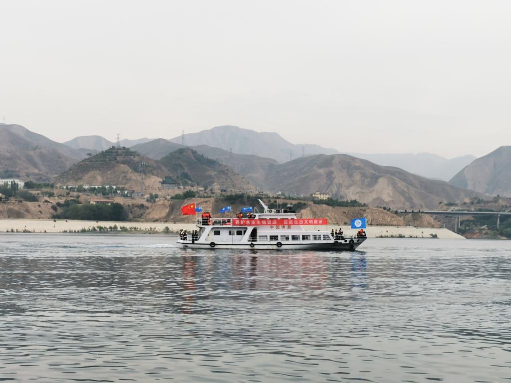 甘肅向劉家峽庫區(qū)放流鰱魚、鳙魚200萬尾