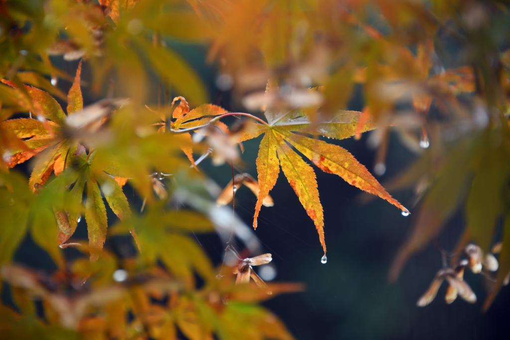 詩意中國丨丹楓萬葉碧云邊，黃花千點(diǎn)幽巖下