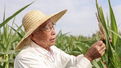 87歲，他在三亞南繁又一年