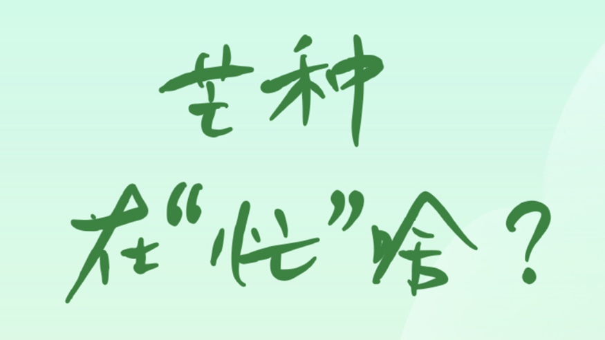 芒種在“忙”啥？