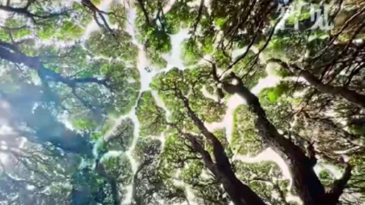 樹木為何會(huì)相互“禮讓”？