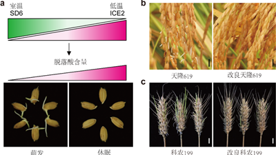 我國科學(xué)家找到調(diào)控水稻、小麥穗發(fā)芽的“開關(guān)”