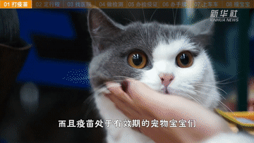 帶萌寵坐火車？你需要知道這些事！