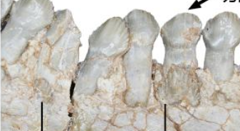 恐龍如何換牙？古生物學(xué)者揭秘古老角龍換牙方式