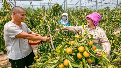 陜西大荔：科技助力農業(yè)豐產 黃河岸畔冬棗飄香