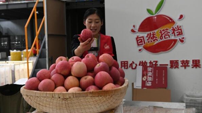 小蘋果創(chuàng)出產業(yè)大天地——陜西洛川蘋果產業(yè)集群見聞