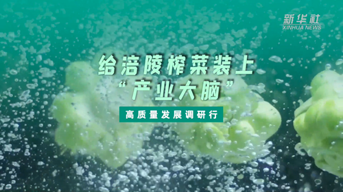 一顆青菜頭，緣何長出百億產業(yè)？