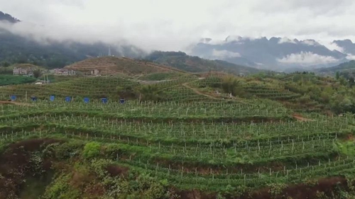 出新績：“生態(tài)循環(huán)”果園助力山地農業(yè)“多面開花”