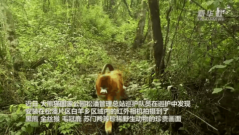 珍貴畫面曝光！野生動(dòng)物頻頻“上鏡”