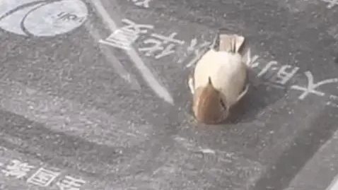 “小鳥躺平看天空”？真相有點(diǎn)難過