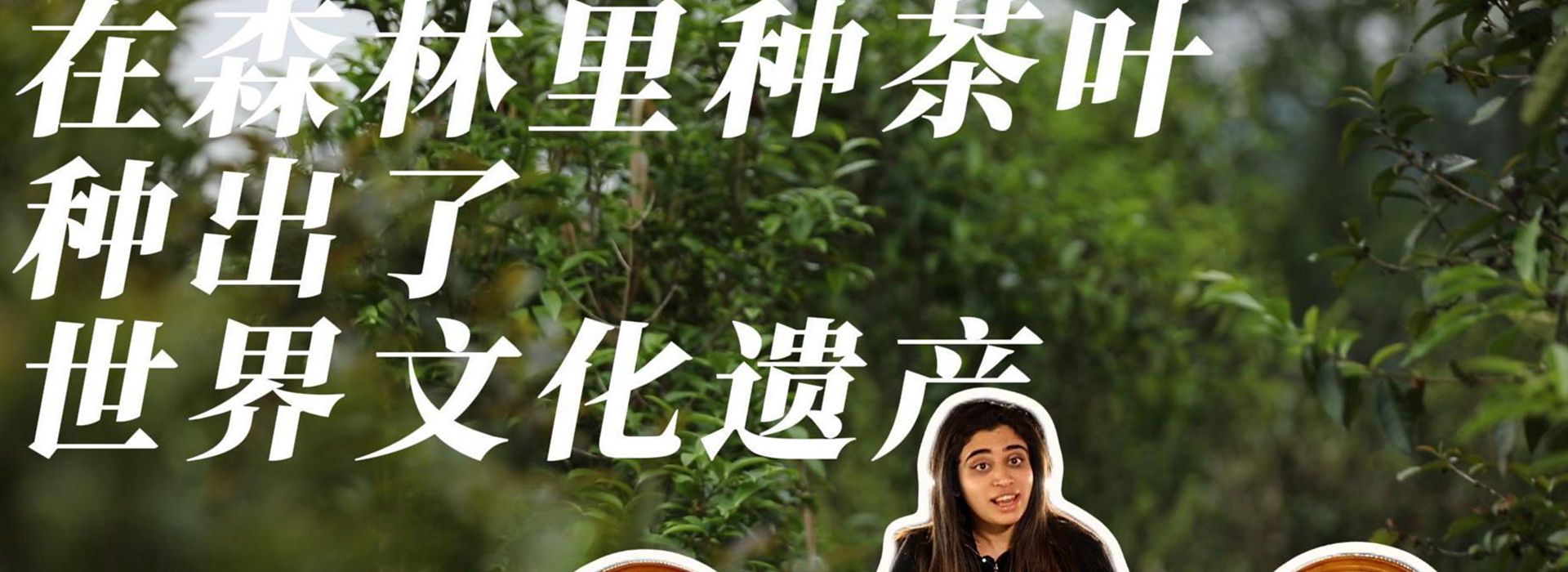 洋洋大觀｜在森林里種茶葉，種出了世界文化遺產(chǎn)